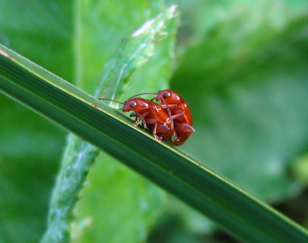 Neocrepidodera (=Asiorestia) sp.